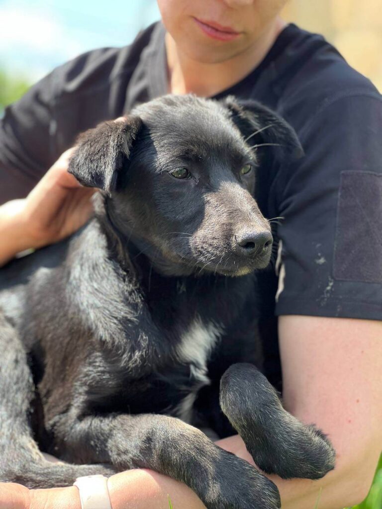 Photo of lovely black dog and the current caretaker